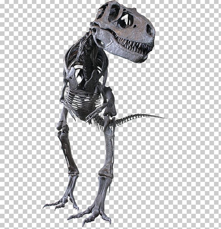 Albertosaurus Tyrannosaurus Rocky Mountain Dinosaur Resource Center Daspletosaurus Gorgosaurus PNG, Clipart, Action Figure, Albertosaurus, Alioramus, Daspletosaurus, Dinosaur Free PNG Download
