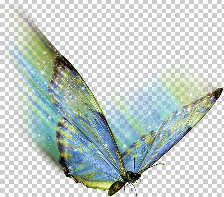 Butterfly .az .net .de .hu PNG, Clipart, Butterflies And Moths, Butterfly, Eau De Parfum, Info, Insect Free PNG Download