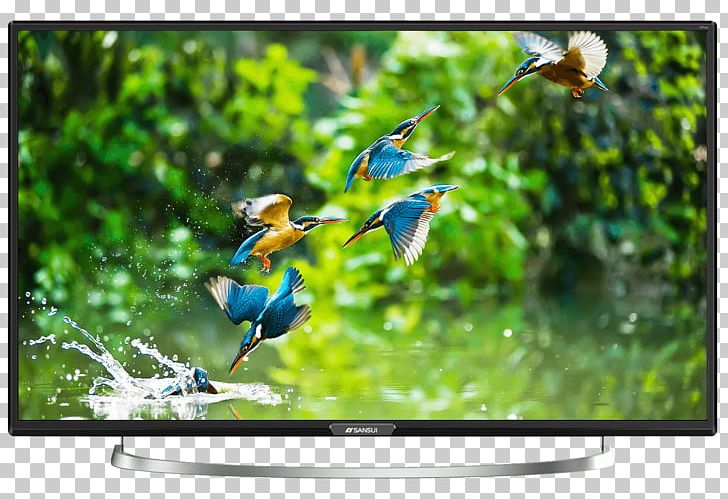 LED-backlit LCD High-definition Television Sansui Electric Smart TV PNG, Clipart, 4k Resolution, 1080p, Bird, Computer Monitor, Display Device Free PNG Download