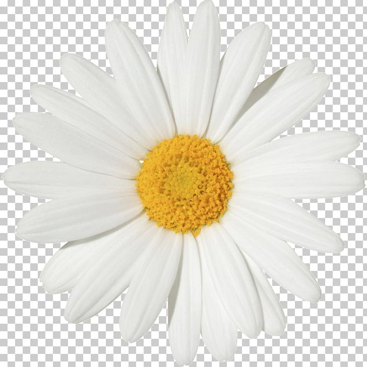 Common Daisy Stock Photography Transvaal Daisy Flower PNG, Clipart, Aster, Birth Flower, Chamaemelum Nobile, Chrysanths, Common Daisy Free PNG Download