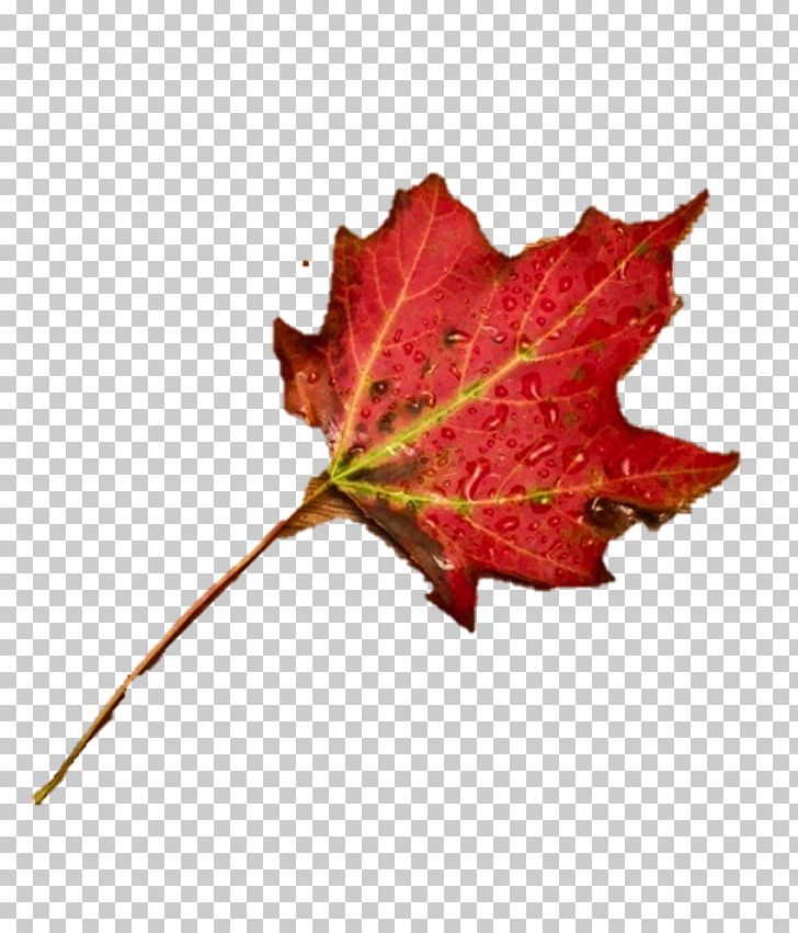 Maple Leaf PNG, Clipart, Leaf, Maple, Maple Leaf, Plant, Tree Free PNG Download