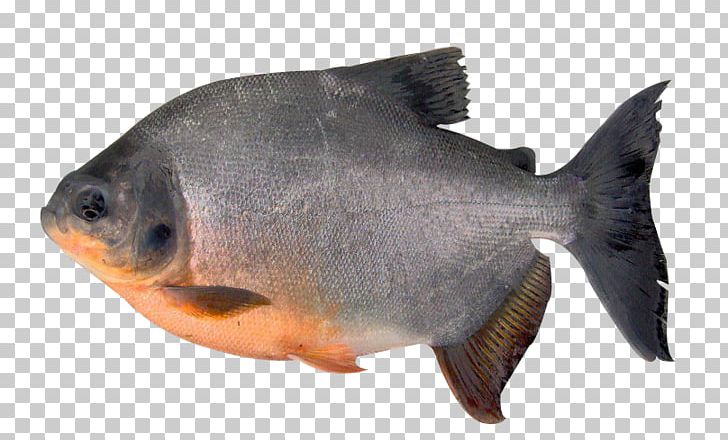 Tambaqui Fish Pacu Orinoco Piaractus Brachypomus PNG, Clipart, Animals, Aquaculture, Bony Fish, Brycon, Fauna Free PNG Download