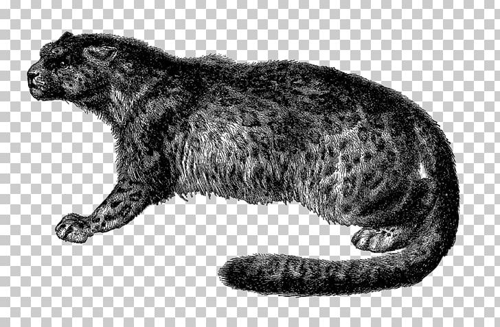 Whiskers Wildcat Black Panther Leopard PNG, Clipart, Animal, Big Cat, Big Cats, Black, Black And White Free PNG Download