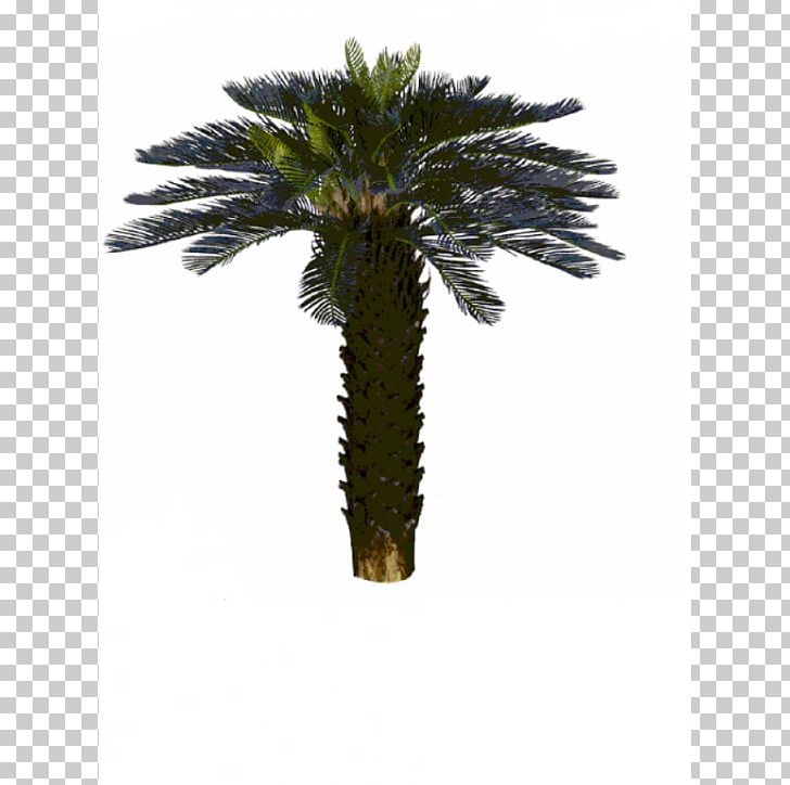 Asian Palmyra Palm Trachycarpus Fortunei Arecaceae Tree Coconut PNG, Clipart, 3d Computer Graphics, Arecaceae, Arecales, Areca Palm, Asian Palmyra Palm Free PNG Download