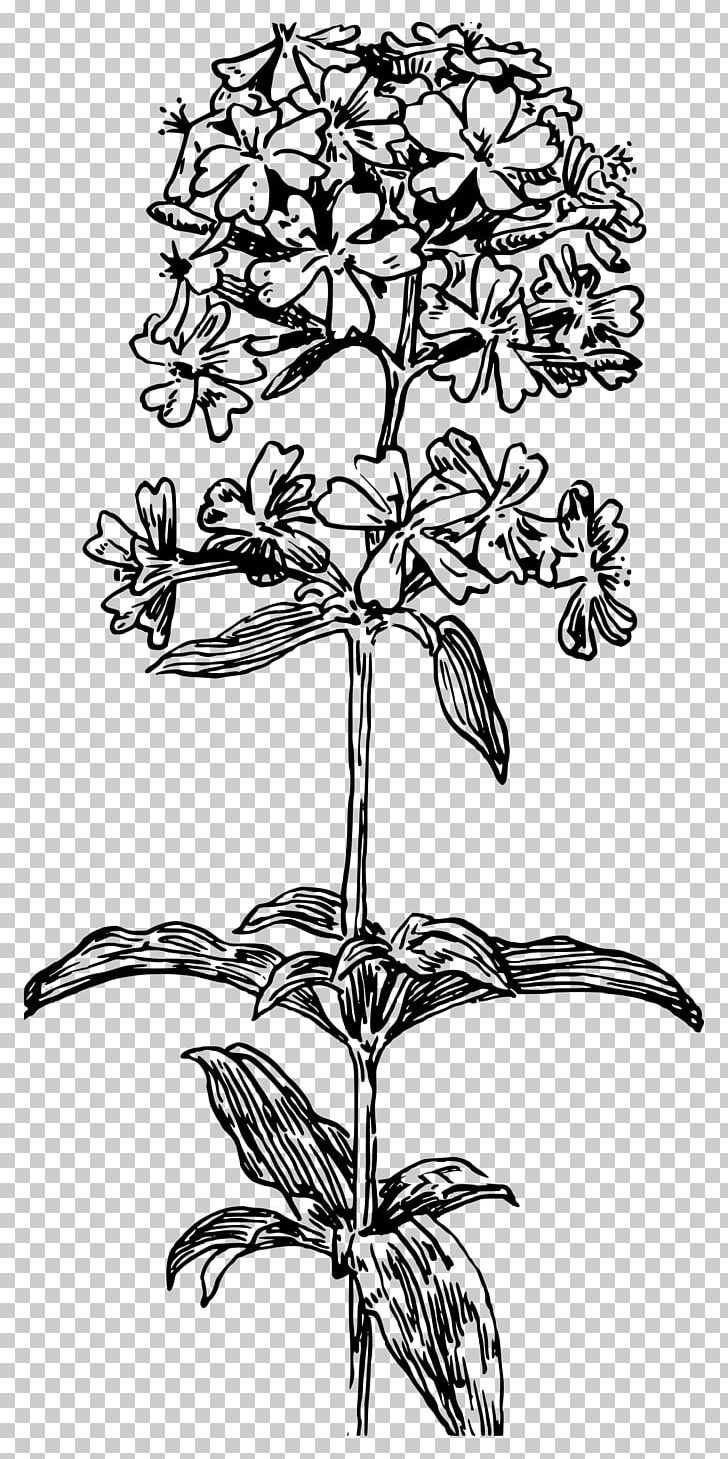 Floral Design Drawing PNG, Clipart, Art, Artwork, Bitki, Biyoloji, Black And White Free PNG Download