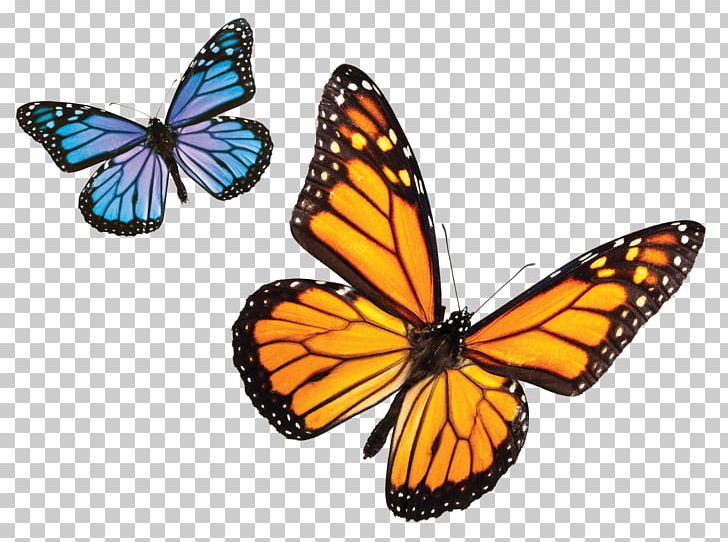 The Butterfly Place Monarch Butterfly Biosphere Reserve Insect PNG, Clipart, American Painted Lady, Animal Migration, Arthropod, Brush Footed Butterfly, Butte Free PNG Download