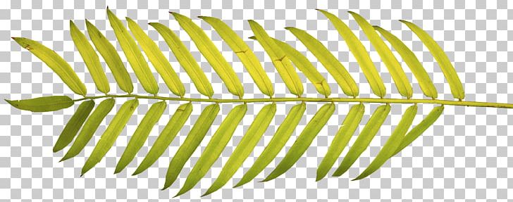 Arecaceae Palm Branch Palm-leaf Manuscript Frond PNG, Clipart, Arecaceae, Arecales, Asian Palmyra Palm, Borassus, Candle Free PNG Download