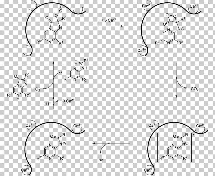 Jellyfish Light Aequorin Luciferin Bioluminescence PNG, Clipart, Angle, Apoenzima, Area, Bioluminescence, Catalysis Free PNG Download