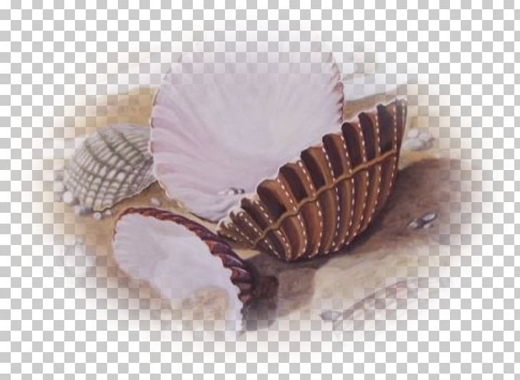 Mollusc Shell Conchology Centerblog Fish PNG, Clipart, Blog, Centerblog, Clams Oysters Mussels And Scallops, Cockle, Com Free PNG Download