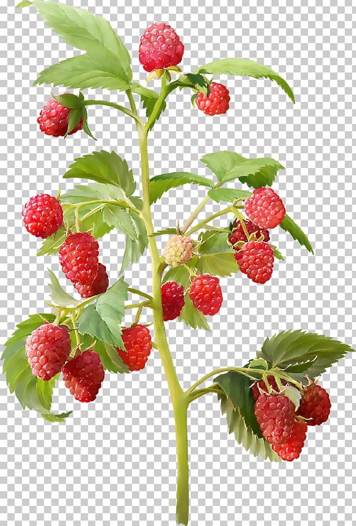Red Raspberry Everbearing Raspberry Shrub Cultivar Nursery PNG, Clipart, Berry, Blackcurrant, Cultivar, Everbearing Raspberry, Food Free PNG Download
