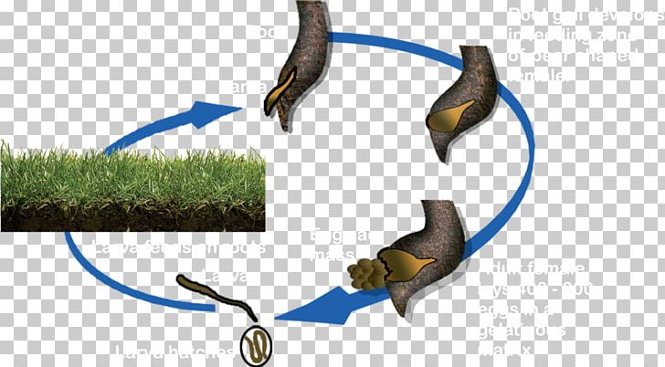 Root-knot Nematode Roundworms Biological Life Cycle Plant PNG, Clipart, Biological Life Cycle, Biological Pest Control, Cell, Cyst, Data Free PNG Download