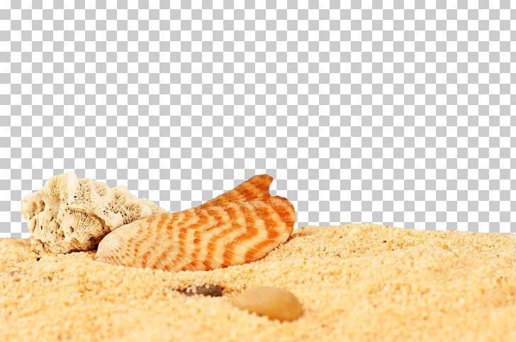 Sand Seashell Desktop Metaphor PNG, Clipart, Beach, Beach Sand, Brilliant, Commodity, Desk Free PNG Download