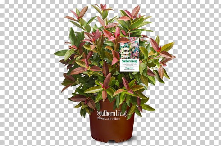 Viburnum Lentago Plant Shrub Cut Flowers Flowerpot PNG, Clipart, Cut Flowers, Flower, Flowerpot, Food Drinks, Herb Free PNG Download