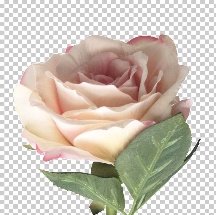 Garden Roses Cabbage Rose Floribunda Cut Flowers PNG, Clipart, Artificial Flower, Basket, Ceramic, Cut Flowers, Field Rose Free PNG Download