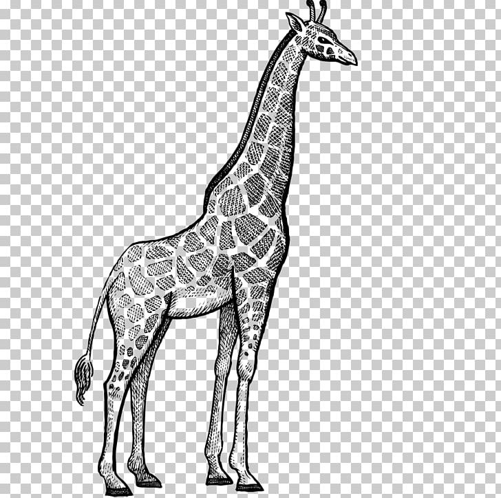 Giraffe Rhinoceros Okapi Lion Hippopotamus PNG, Clipart, Abstract Lines, Animal, Animals, Black, Black And White Free PNG Download
