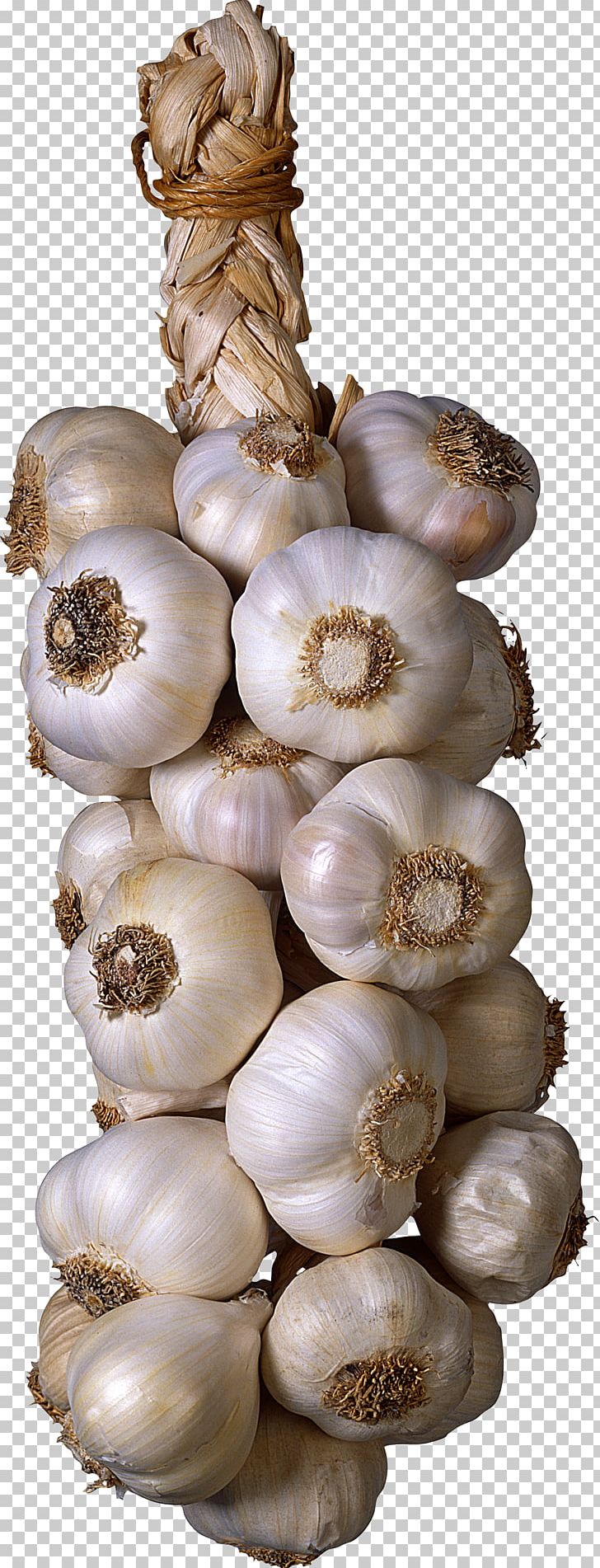 Garlic Vegetable Seasoning PNG, Clipart, Elephant Garlic, Encapsulated Postscript, Food, Garlic, Ingredient Free PNG Download