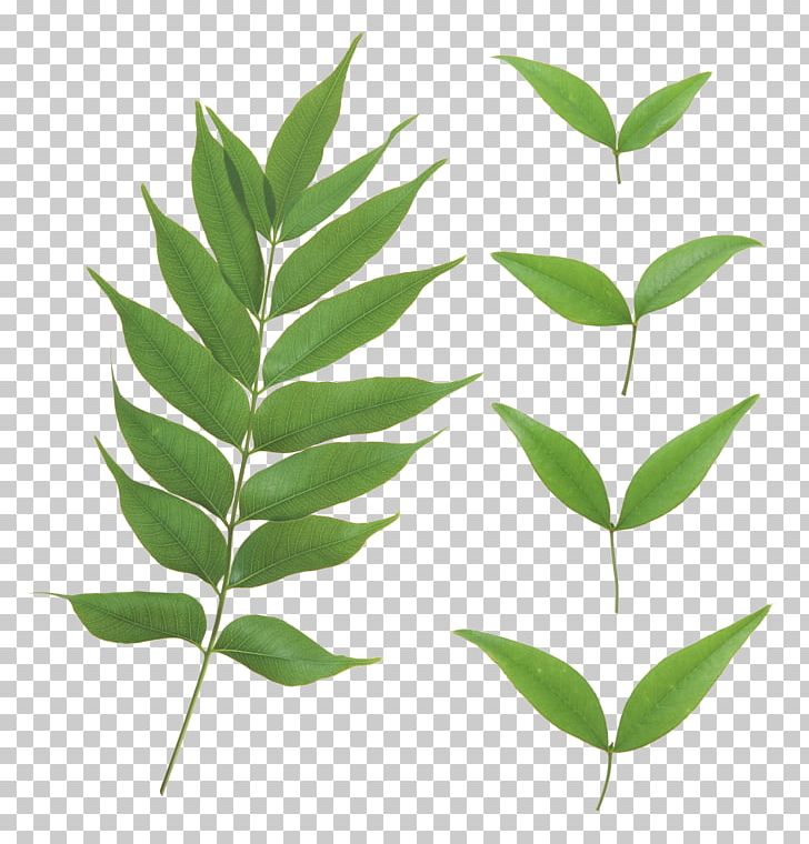 Green Leaves PNG, Clipart, Green Leaves Free PNG Download