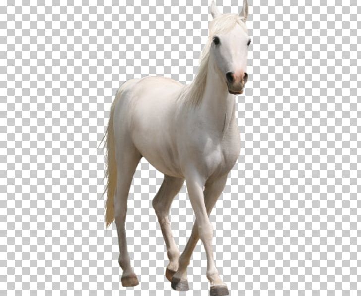 Horse Desktop PNG, Clipart, Animals, Colt, Computer Icons, Desktop Wallpaper, Download Free PNG Download