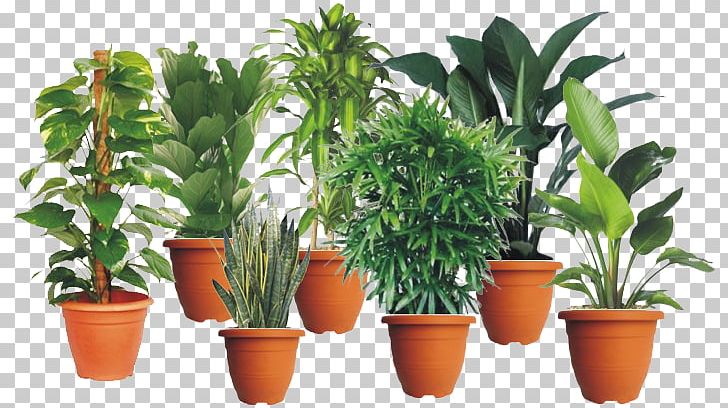 Houseplant Flowerpot Nursery Malaysia PNG, Clipart, Arecaceae, Cut Flowers, Evergreen, Flower, Flowerpot Free PNG Download