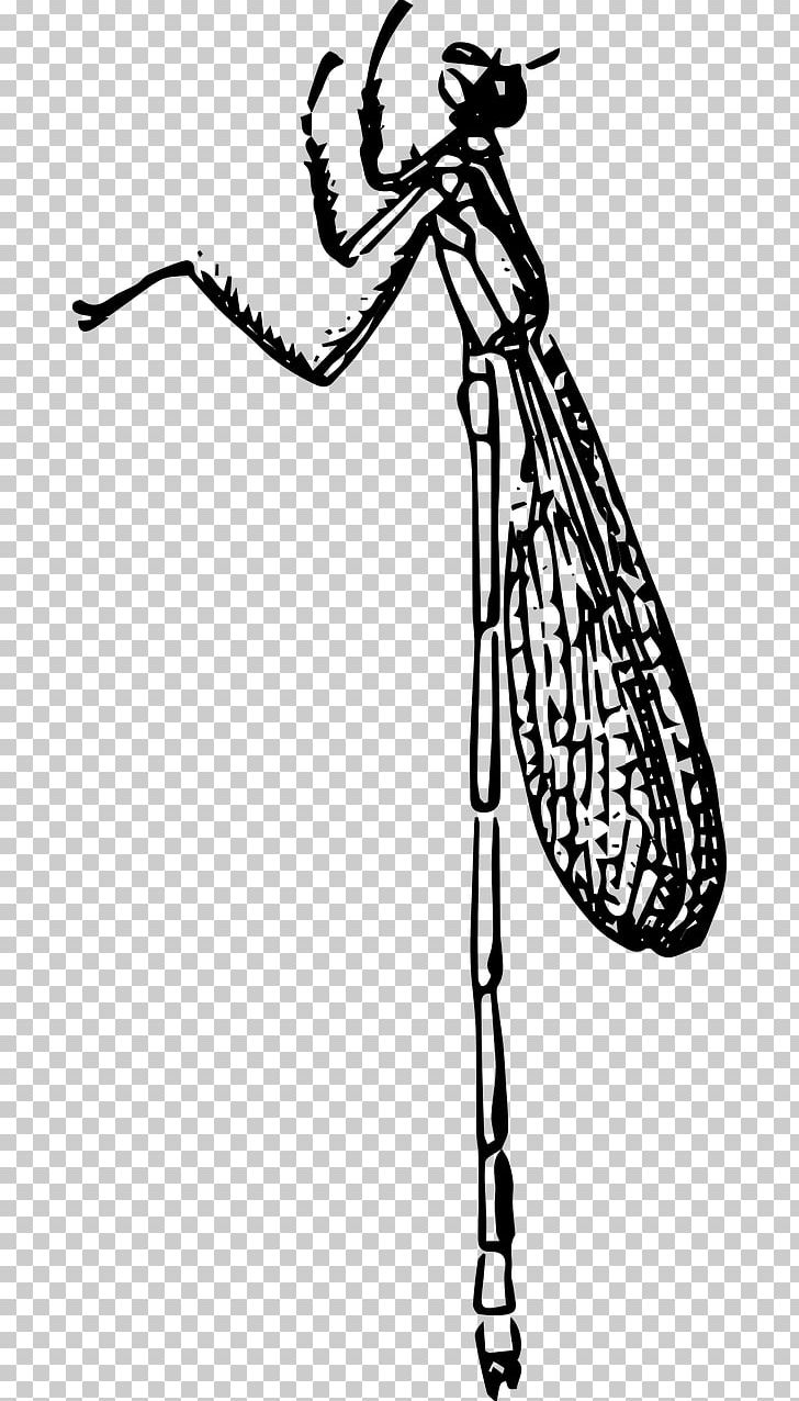 Beetle Damselflies Insect Wing Nymph PNG, Clipart, Animal, Animals, Art, Arthropod, Beetle Free PNG Download
