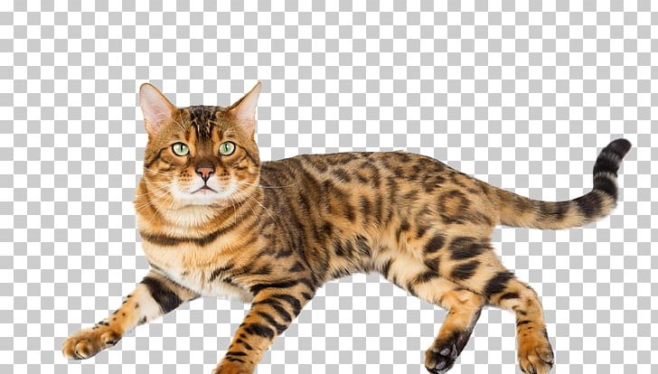 Bengal Cat American Shorthair Toyger Ocicat Dragon Li PNG, Clipart, Asian, Bengal, California Spangled, Carnivoran, Cat Free PNG Download