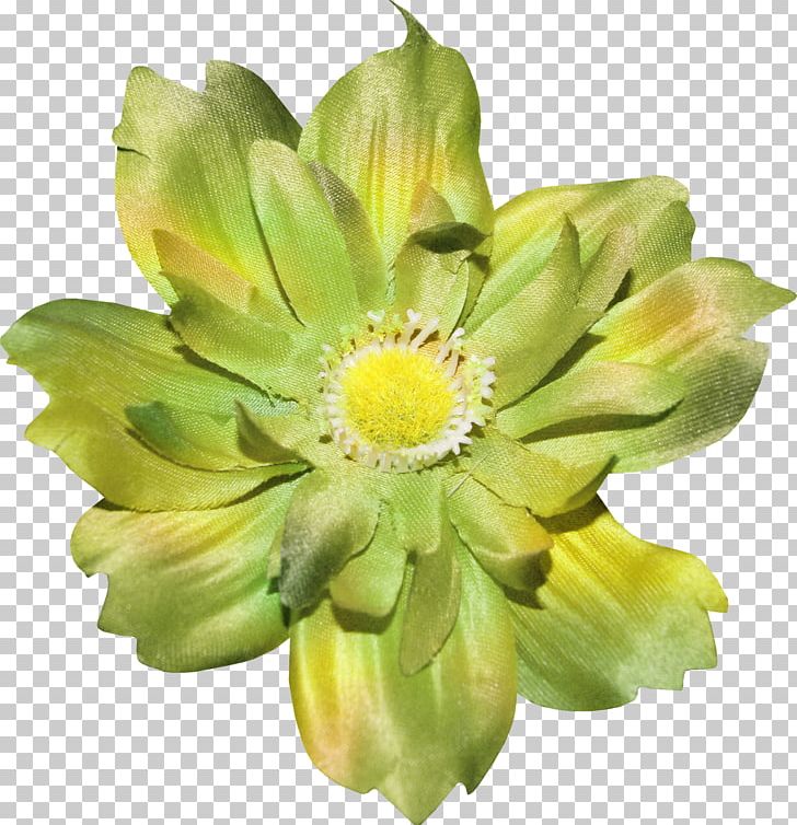 Plant Cut Flowers Chrysanthemum Daisy Family PNG, Clipart, Chrysanthemum, Cuadro, Cut Flowers, Daisy Family, Drupal Free PNG Download