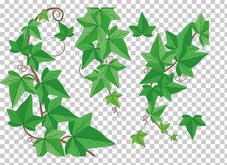 Vine Drawing PNG, Clipart, Art, Branch, Common Ivy, Download, Drawing Free PNG Download