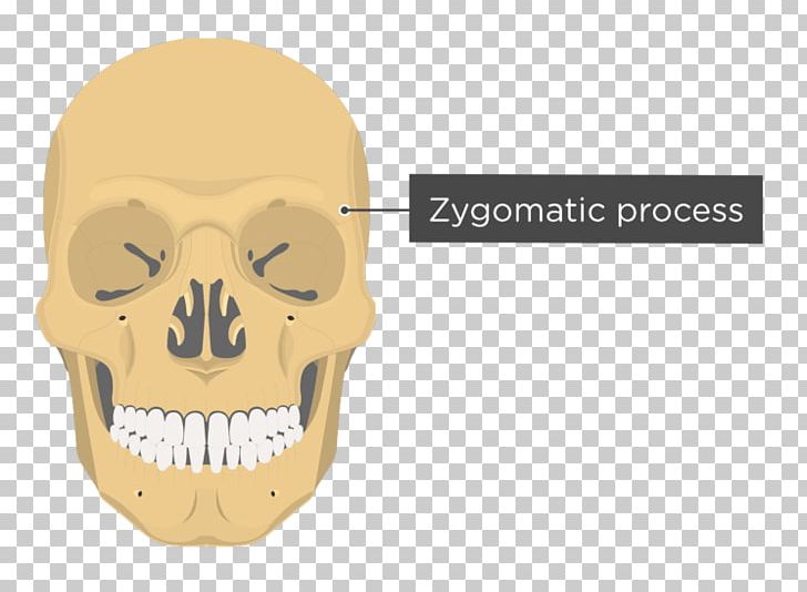Vomer Lacrimal Bone Nasal Bone Anatomy Skull PNG, Clipart, Anatomy, Bone, Ethmoid Bone, Face, Facial Skeleton Free PNG Download