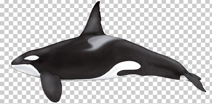 False Killer Whale Cetaceans Dolphin Shamu PNG, Clipart, Baiji, Baleen Whale, Cetaceans, Dolphin, Drawing Free PNG Download