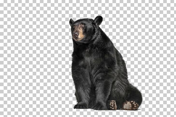 Grizzly Bear American Black Bear Graphis Inc. PNG, Clipart, Alaska Peninsula Brown Bear, American Black Bear, Andrew Zuckerman, Animal, Animals Free PNG Download