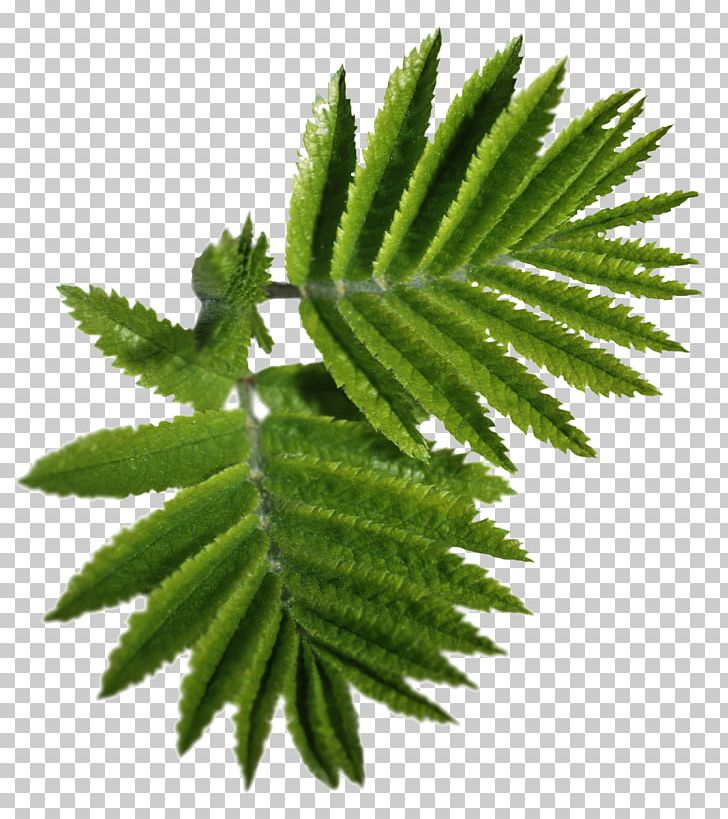 Leaf Desktop PNG, Clipart, Desktop Wallpaper, Display Resolution, Flower, Green Leaves, Herbalism Free PNG Download