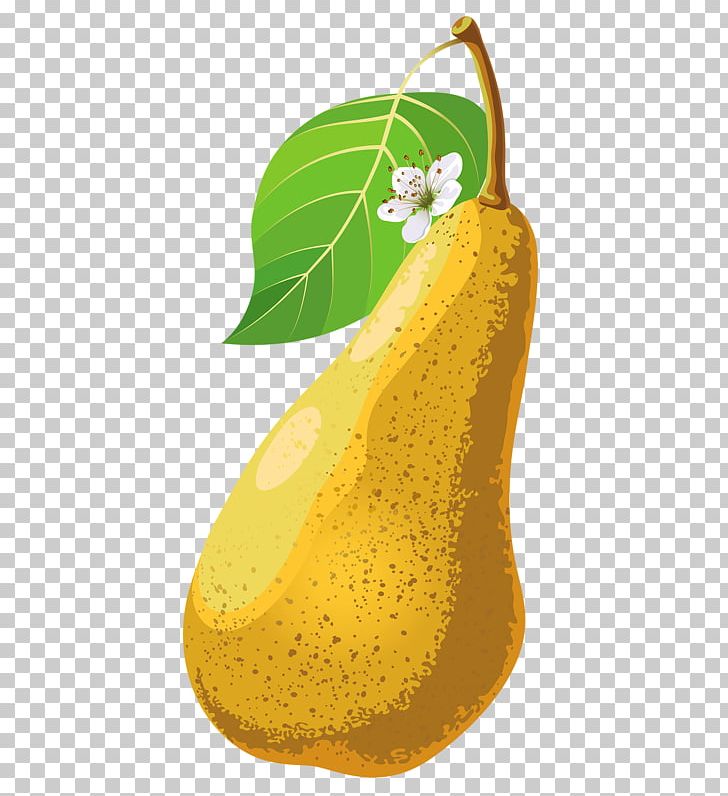 Pyrus Xd7 Bretschneideri Pear Fruit Food PNG, Clipart, Adobe Illustrator, Auglis, Calabaza, Commodity, Cucurbita Free PNG Download