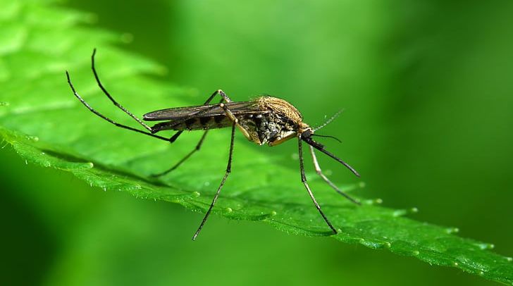 Anopheles Gambiae Mosquito Control Household Insect Repellents Mosquito-borne Disease Zika Virus PNG, Clipart, Anopheles Gambiae, Arthropod, Disease, Fly, Household Insect Repellents Free PNG Download