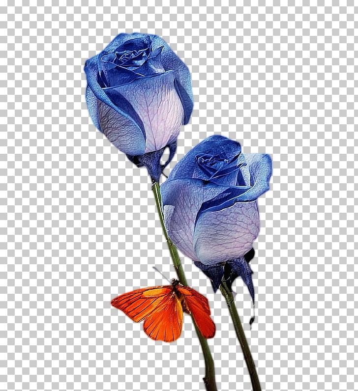 Blue Rose Flower Bouquet Nosegay PNG, Clipart, Blue, Blue Abstract, Blue Flower, Bouquet, Cut Flowers Free PNG Download