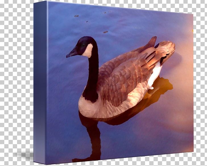 Duck Goose Fauna Feather Beak PNG, Clipart, Beak, Bird, Duck, Ducks Geese And Swans, Fauna Free PNG Download