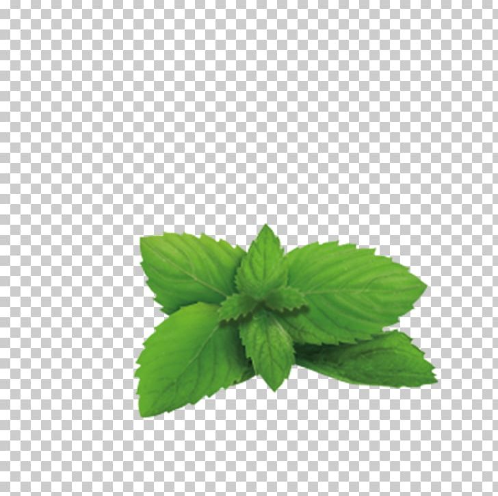 Green Tea Lemon Balm Plant Herb PNG, Clipart, Food Drinks, Ginger, Green Tea, Herb, Infusion Free PNG Download