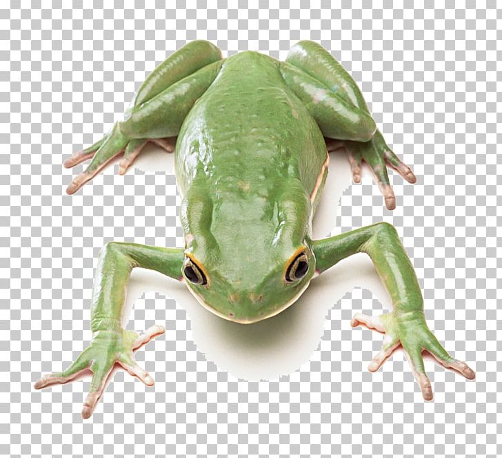 Edible Frog Lithobates Clamitans Green And Black Poison Dart Frog PNG, Clipart, Amphibian, Animal, Animals, Background Green, Download Free PNG Download