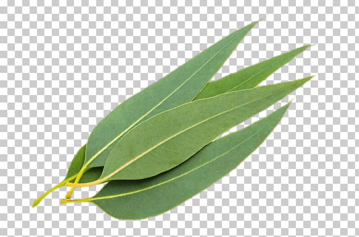 Eucalyptus Leaves PNG, Clipart, Eucalyptus, Nature Free PNG Download