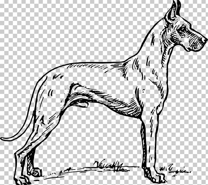 Great Dane Labrador Retriever St. Bernard Puppy Drawing PNG, Clipart, Animals, Black And White, Breed, Carnivoran, Coloring Book Free PNG Download