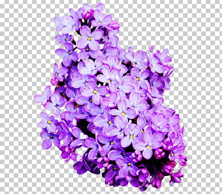 Lavender Cut Flowers Lilac PNG, Clipart, Annual Plant, Color, Cut Flowers, Desktop Wallpaper, Floral Design Free PNG Download