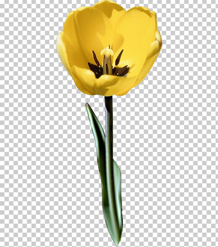 Tulip Cut Flowers Plant Stem Petal B2 First PNG, Clipart, B2 First, Cut Flowers, Flower, Flowering Plant, Flowers Free PNG Download