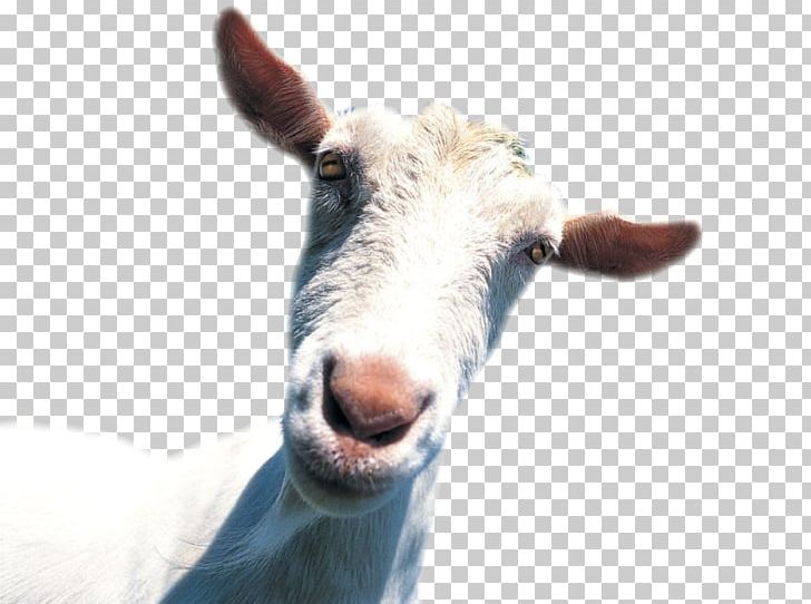 AMaze Around BBC Learning English PNG, Clipart, Animals, Around, Background White, Black White, Cow Goat Family Free PNG Download