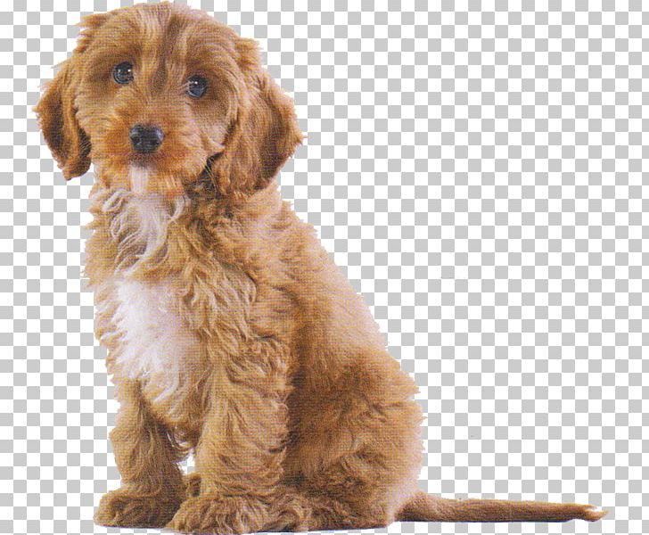 Cockapoo Cavalier King Charles Spaniel Puppy Dog Breed Pet PNG, Clipart, Animals, Bio, Breed, Carnivoran, Cavalier King Charles Spaniel Free PNG Download