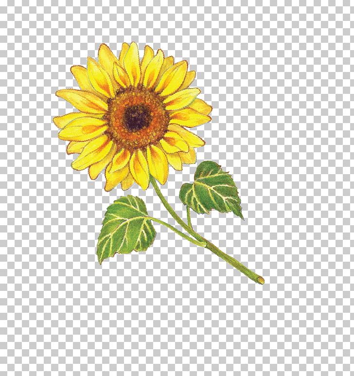 Common Sunflower Organic Food Sunflower Oil Sunflower Seed PNG, Clipart, Annual Plant, Avocado Oil, Coconut Oil, Common Sunflower, Cooking Oils Free PNG Download