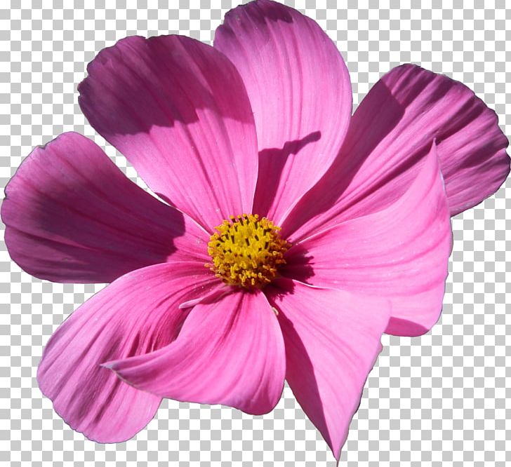 Cosmos Bipinnatus Cut Flowers PNG, Clipart, Annual Plant, Artists Portfolio, Cosmos, Cosmos Bipinnatus, Cut Flowers Free PNG Download