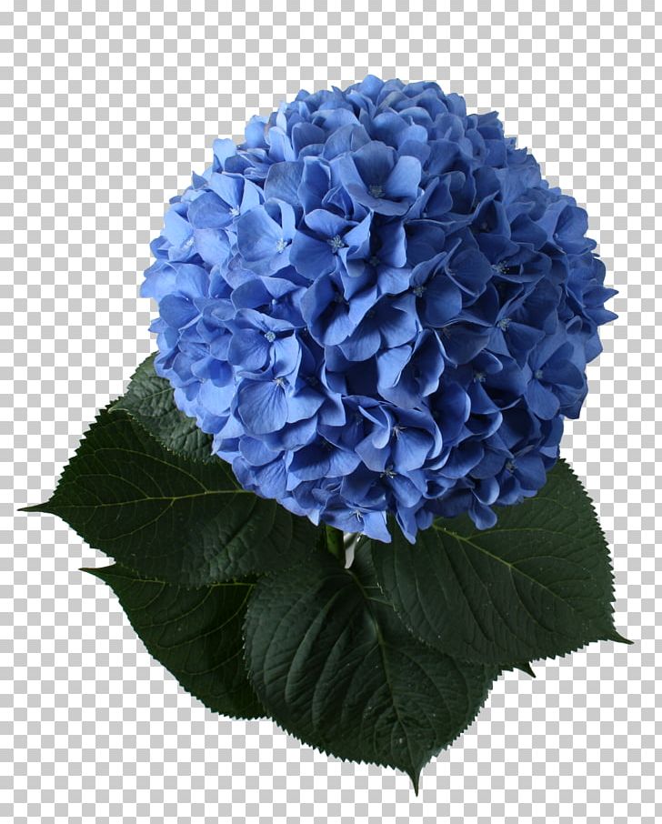 French Hydrangea Cut Flowers Plant Blue PNG, Clipart, Annual Plant, Blue, Cobalt Blue, Cornales, Cut Flowers Free PNG Download