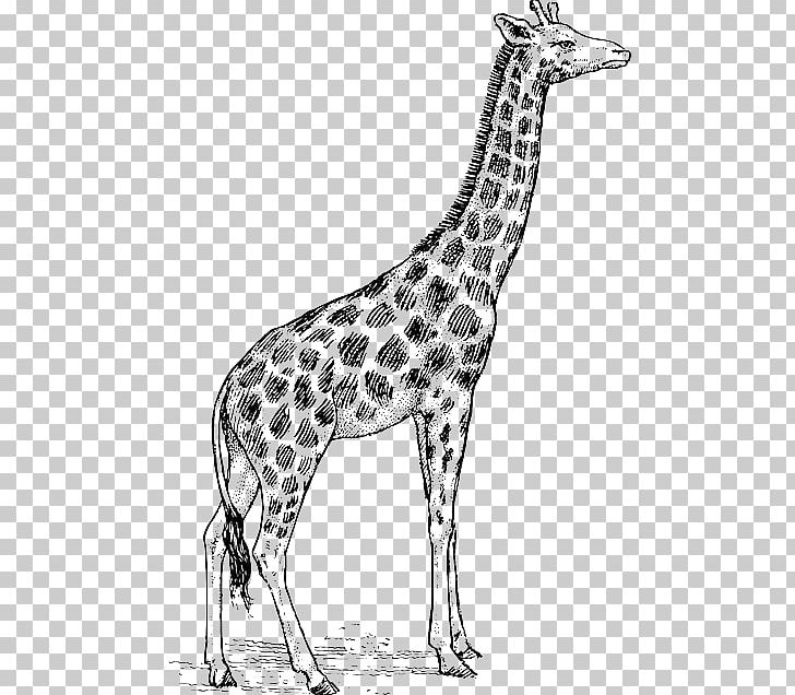 Giraffe Drawing Art PNG, Clipart, Animal Figure, Art, Art Museum, Beautiful Pink Water Stains, Black And White Free PNG Download