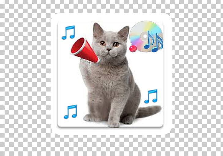 Kitten Russian Blue Cat Sounds British Shorthair PNG, Clipart, Android,  Animals, British Shorthair, Carnivoran, Cat Free