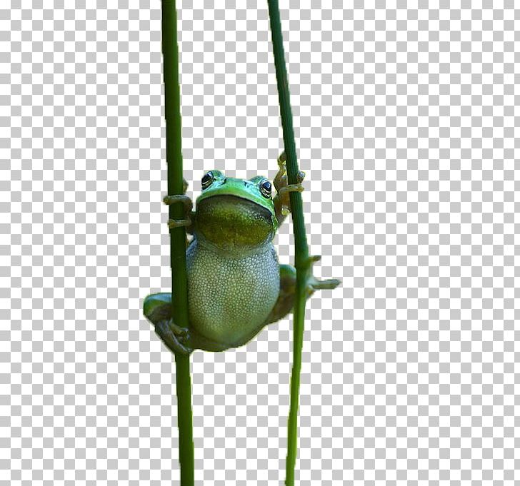 True Frog Tree Frog PNG, Clipart, Adobe Illustrator, Amphibian, Animals, Creative, Cute Free PNG Download