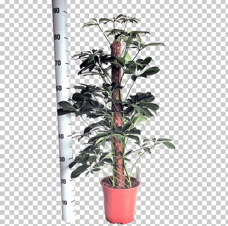 Dwarf Umbrella Tree Embryophyta Flowerpot Houseplant Nursery PNG, Clipart, Branch, Centimeter, Cyperus Alternifolius, Embryophyta, Evergreen Free PNG Download